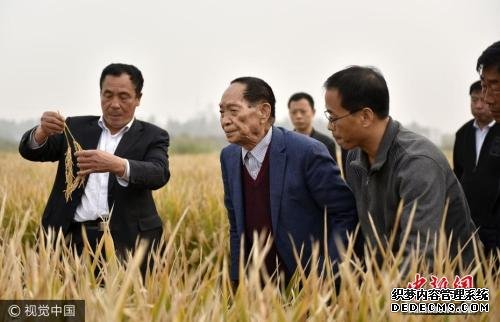 资料图：“杂交水稻之父”袁隆平(左二)在示范田查看超级杂交水稻。 郝群英 摄 图片来源：视觉中国
